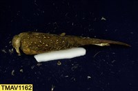 藏品(藍腹鷴)的圖片